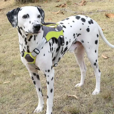 Pet Planet Arnés tipo chaleco para perros con asa frontal antitirones