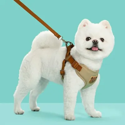 ZenPets Ensemble Harnis Et Laisse Pour Chiens Et Chats