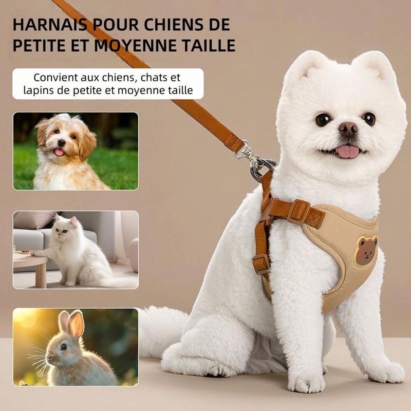 ZenPets Ensemble Harnis Et Laisse Pour Chiens Et Chats