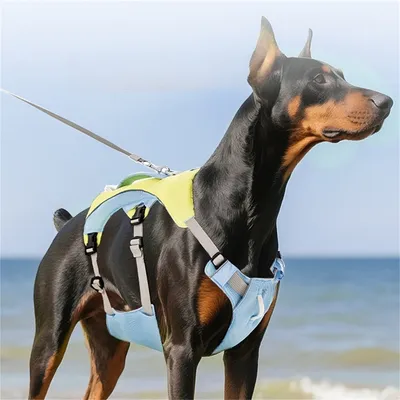 Pet Planet Harnachement de refroidissement pour chien d'été