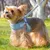FurryFusion Harnais pour petit chien