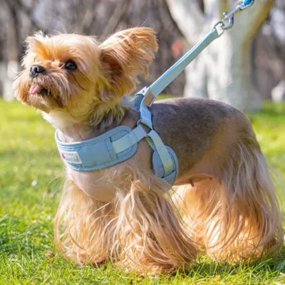 FurryFusion Harnais pour petit chien