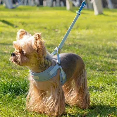 FurryFusion Arnés para perros pequeños