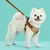 ZenPets Ensemble Harnis Et Laisse Pour Chiens Et Chats