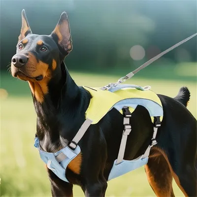 Pet Planet Harnachement de refroidissement pour chien d'été