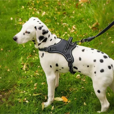 Pet Planet SafeRide Harnais Réfléchissant Pour Chiens