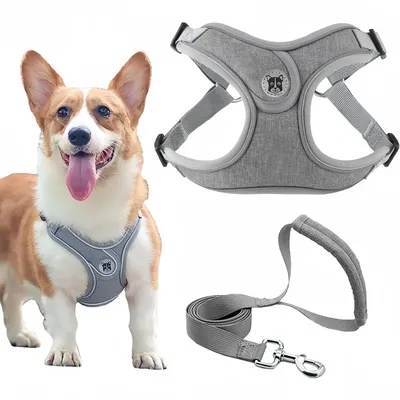 Pet Planet SafeWalk Ensemble Harnais Et Laisse Pour Chiens