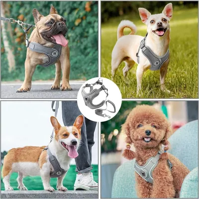 Pet Planet SafeWalk Ensemble Harnais Et Laisse Pour Chiens