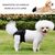 ZenPets 3 Pcs Couches Pour Chien