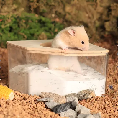 FurryFusion Baignoire pour petits animaux