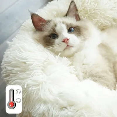 Pet Planet Canapé Lit Lavable Antidérapant Pour Chats Et Chiens