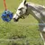 ZenPets Boules d'alimentation pour chevaux