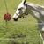 ZenPets Boules d'alimentation pour chevaux
