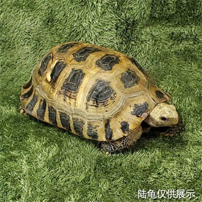 IntiMeg Alfombrilla de espuma para reptiles