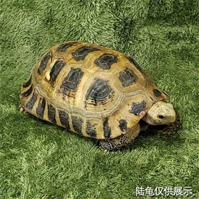 IntiMeg Tapis de mousse pour reptiles