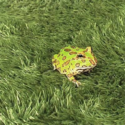 IntiMeg Tapis de mousse pour reptiles