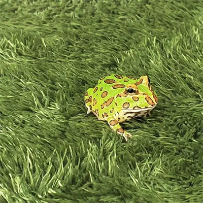 IntiMeg Alfombrilla de espuma para reptiles