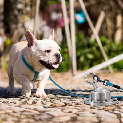 IntiMeg Piquet d'attache pour chien en acier inoxydable
