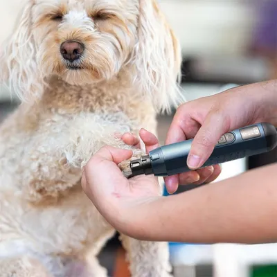 IntiMeg Meuleuse à ongles électrique pour animaux