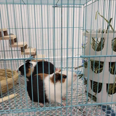 ZooVenture Lot De 2 Mangeoires À Foin Plastique Hangable Pour Lapin