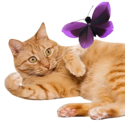 FurryFusion Lot de 4 têtes de rechange pour jouets pour chat