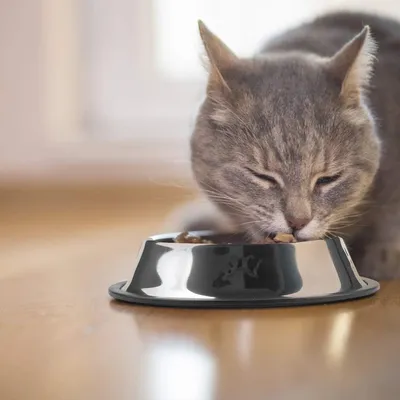 IntiMeg Gamelle en acier inoxydable pour chien et chat