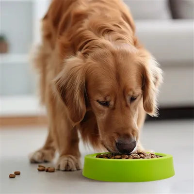 Pet Planet Gamelle anti-déversement en couleur