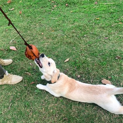 Pet Planet Jouet d'entraînement Balle en cuir pour chiots