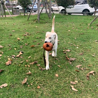 Pet Planet Jouet d'entraînement Balle en cuir pour chiots