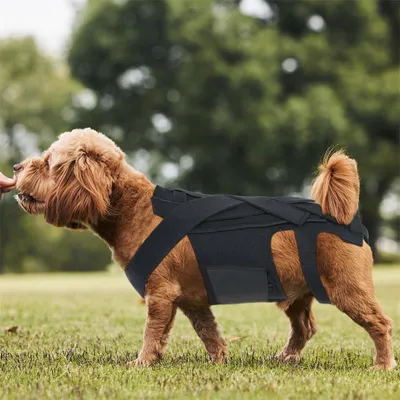 ZenPets Gilet de soutien dorsal pour chien