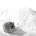 FurryFusion Badesand für Tiere 500 g