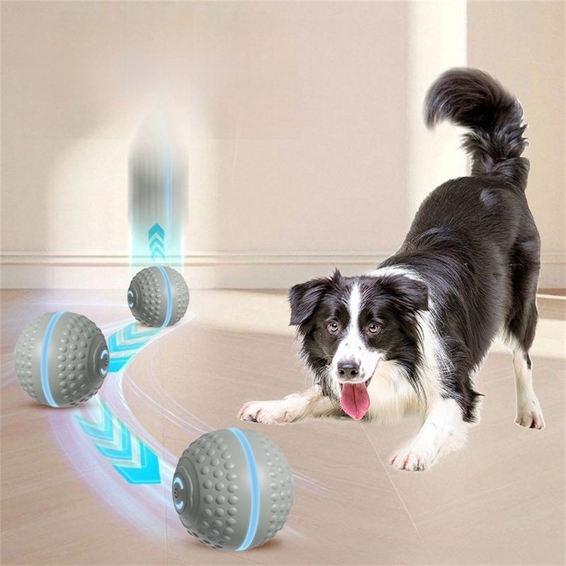 IntiMeg Jouet intelligent pour chien