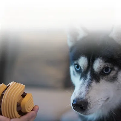 IntiMeg Balle à friandises pour entraînement extérieur de chien