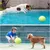IntiMeg Balle de tennis gonflable pour chien