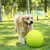IntiMeg Balle de tennis gonflable pour chien