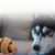 IntiMeg Balle à friandises pour entraînement extérieur de chien