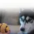 IntiMeg Balle à friandises pour entraînement extérieur de chien