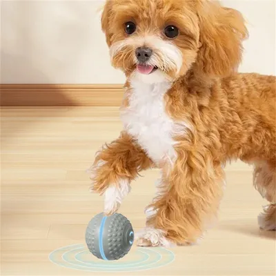 IntiMeg Jouet intelligent pour chien