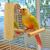ZooVenture Traité En Bâtonnets Pour Perruches Ondulées 2 Pièces