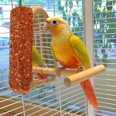 ZooVenture Traité En Bâtonnets Pour Perruches Ondulées 2 Pièces