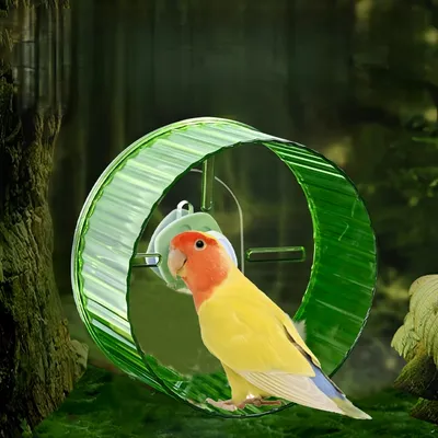 FurryFusion Roue d'exercice pour perroquets