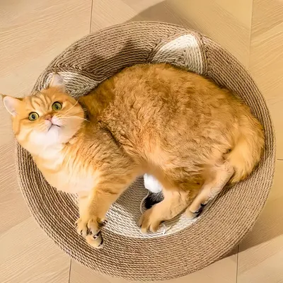 FurryFusion Planche à gratter pour chat 2 en 1