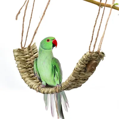 Pet Planet Balançoire et plateforme pour perroquets