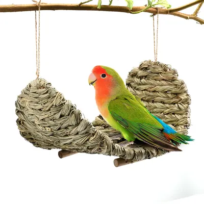 Pet Planet Balançoire et plateforme pour perroquets