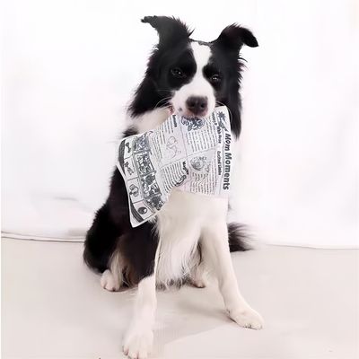 IntiMeg Jouet sonore pour chien en forme de journal
