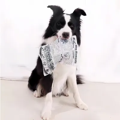 IntiMeg Sonajero con forma de periódico para perros