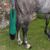 ZenPets Sac de protection de queue de cheval