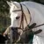 ZenPets Masque anti-mouches pour cheval ZenPets Masque anti-mouches pour cheval