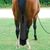 ZenPets Sac de protection de queue de cheval