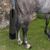 ZenPets Sac de protection de queue de cheval
